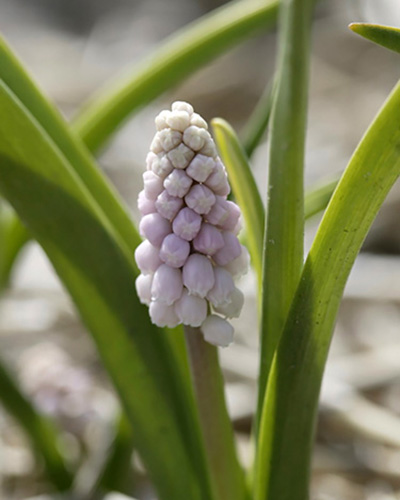 Muscari pink sunrise.jpg